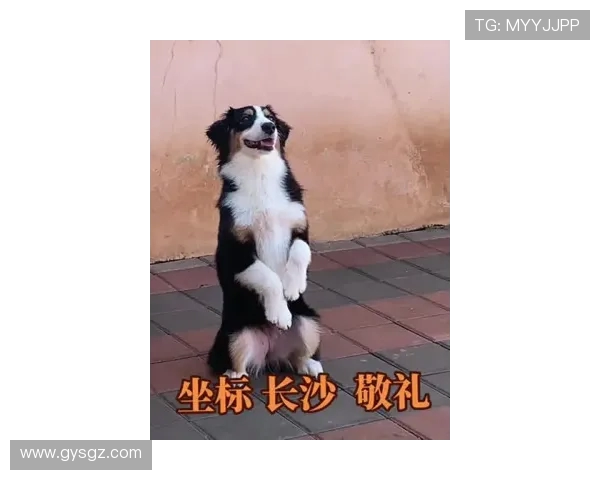 克罗斯与阿切尔比精神属性超越警报系统与牧羊犬的深度解析 克罗斯与阿切尔比精神属性超越警报系统与牧羊犬的深度解析